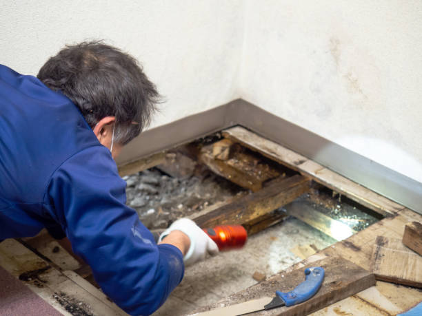 Best Home Mold Removal  in Belfast, ME