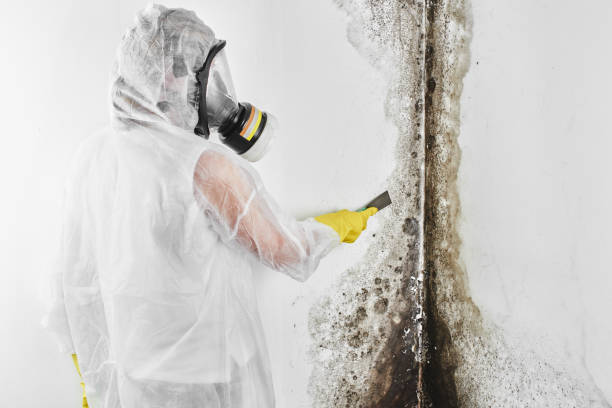 Best Commercial Mold Removal  in Belfast, ME