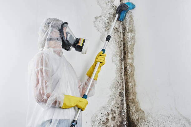 Best Mold Remediation  in Belfast, ME