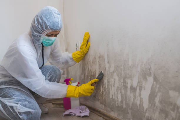 Best Emergency Mold Removal  in Belfast, ME