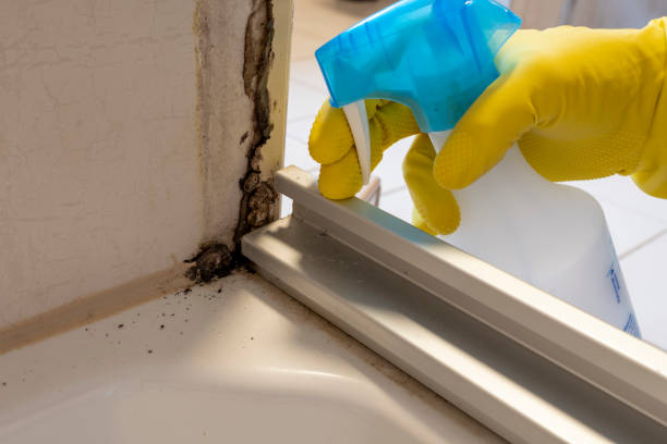 Best Residential Mold Removal  in Belfast, ME