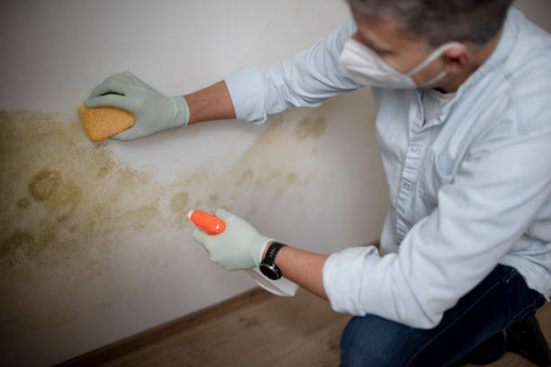 Best Black Mold Removal  in Belfast, ME