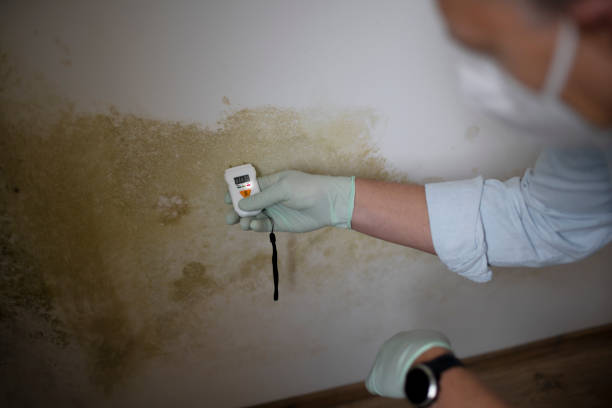 Best Toxic Mold Removal  in Belfast, ME