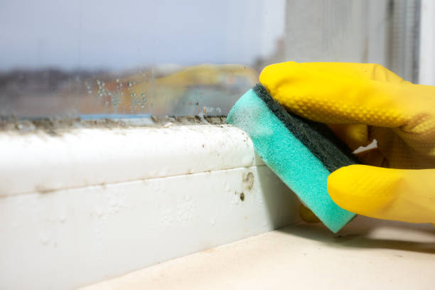 Best Commercial Mold Removal  in Belfast, ME