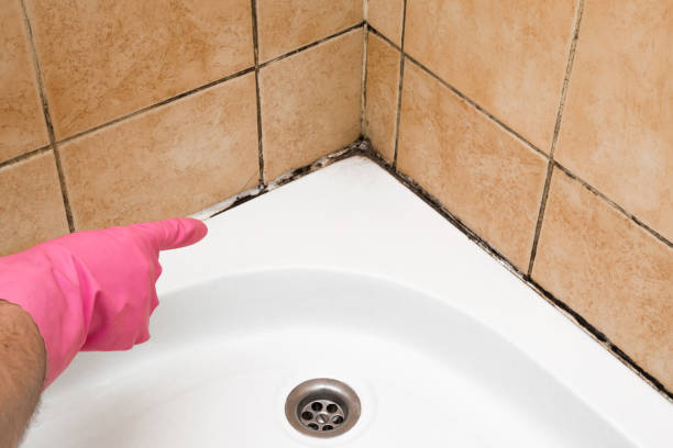 Best Professional Mold Removal  in Belfast, ME